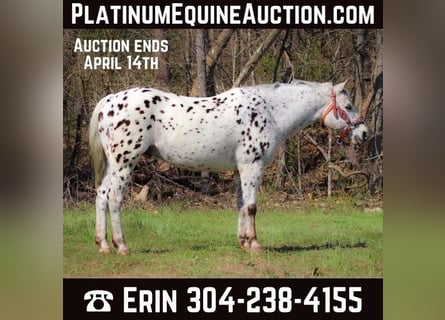 Appaloosa, Caballo castrado, 12 años, 145 cm, White/Blanco