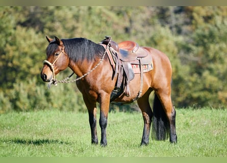 Appaloosa, Caballo castrado, 12 años, 155 cm, Castaño