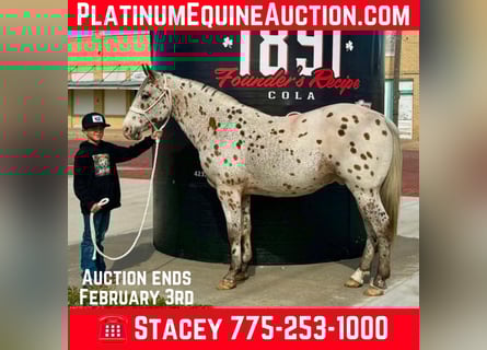 Appaloosa, Caballo castrado, 13 años, 142 cm, Castaño rojizo