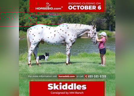Appaloosa, Caballo castrado, 13 años, 152 cm