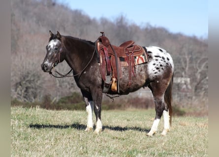 Appaloosa, Caballo castrado, 13 años, Alazán rojizo