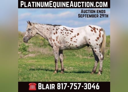 Appaloosa, Caballo castrado, 14 años, 145 cm, Castaño rojizo