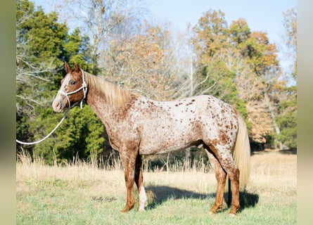 Appaloosa, Caballo castrado, 14 años, 152 cm, Ruano alazán