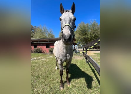 Appaloosa, Caballo castrado, 15 años, Alazán rojizo