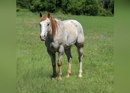 Appaloosa, Caballo castrado, 17 años, 157 cm, Alazán rojizo