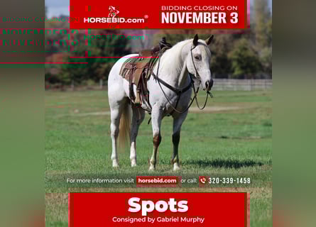 Appaloosa, Caballo castrado, 17 años, White/Blanco
