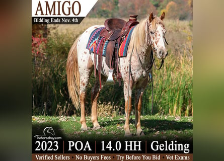 Appaloosa, Caballo castrado, 3 años, 142 cm, Alazán rojizo