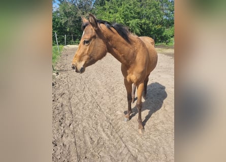 Appaloosa, Caballo castrado, 3 años, 150 cm, Castaño