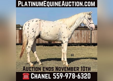 Appaloosa, Caballo castrado, 3 años, 152 cm, Atigrado/Moteado