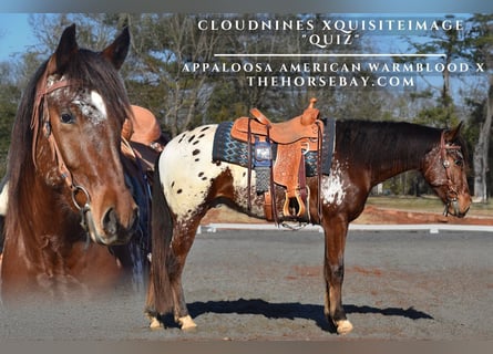 Appaloosa, Caballo castrado, 3 años, 152 cm, Castaño rojizo