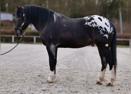 Appaloosa, Caballo castrado, 3 años, 155 cm, Negro