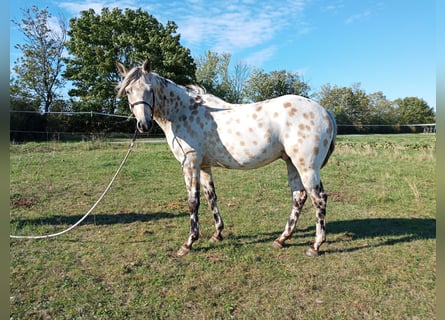 Appaloosa, Caballo castrado, 3 años, 156 cm