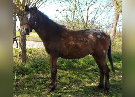 Appaloosa, Caballo castrado, 3 años, Atigrado/Moteado