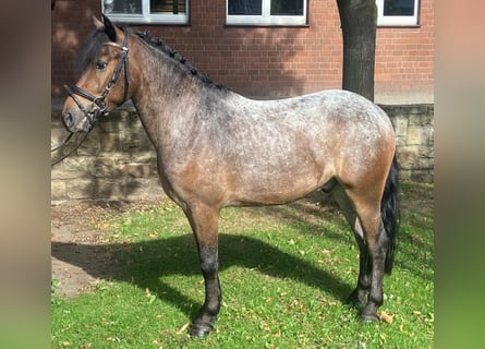 Appaloosa, Caballo castrado, 4 años, 142 cm, Musgo marrón