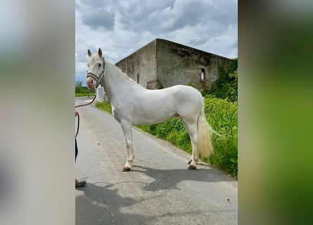 Appaloosa, Caballo castrado, 4 años, 147 cm, Atigrado/Moteado