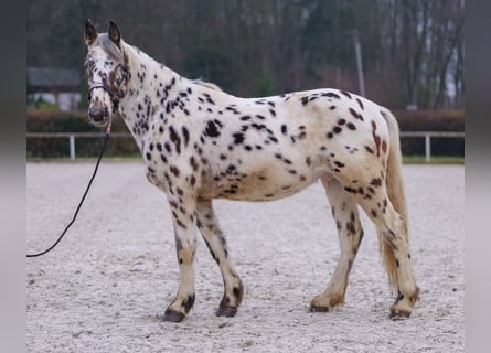 Appaloosa, Caballo castrado, 4 años, 150 cm, Atigrado/Moteado