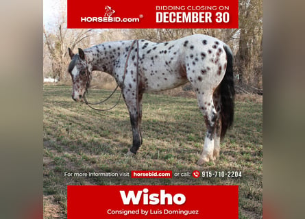 Appaloosa Mestizo, Caballo castrado, 4 años, 150 cm