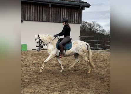 Appaloosa Mestizo, Caballo castrado, 4 años, 152 cm, Atigrado/Moteado