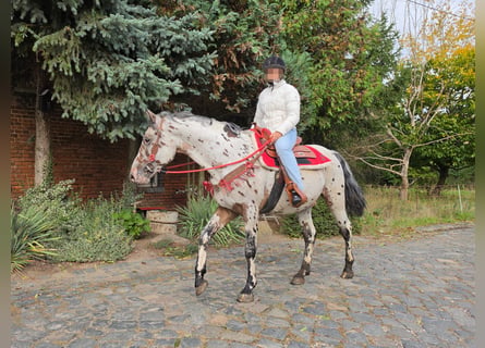 Appaloosa Mestizo, Caballo castrado, 4 años, 153 cm, Atigrado/Moteado
