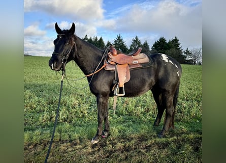 Appaloosa, Caballo castrado, 4 años, 153 cm, Negro