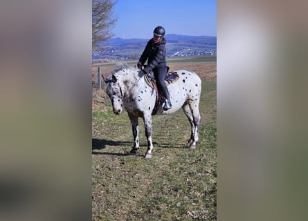 Appaloosa Mestizo, Caballo castrado, 4 años, 156 cm, Atigrado/Moteado