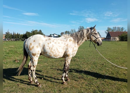 Appaloosa, Caballo castrado, 4 años, 156 cm, Buckskin/Bayo