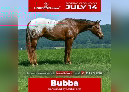 Appaloosa, Caballo castrado, 4 años, 157 cm