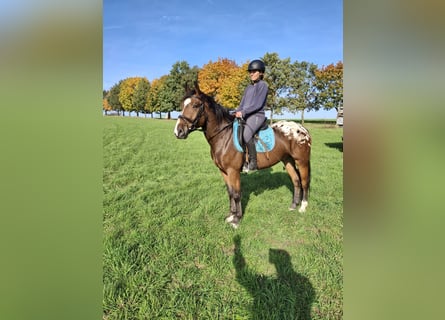 Appaloosa Mestizo, Caballo castrado, 4 años, 158 cm, Atigrado/Moteado