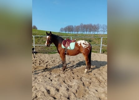 Appaloosa Mestizo, Caballo castrado, 4 años, 158 cm, Atigrado/Moteado