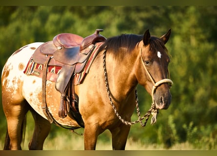 Appaloosa, Caballo castrado, 4 años, 158 cm