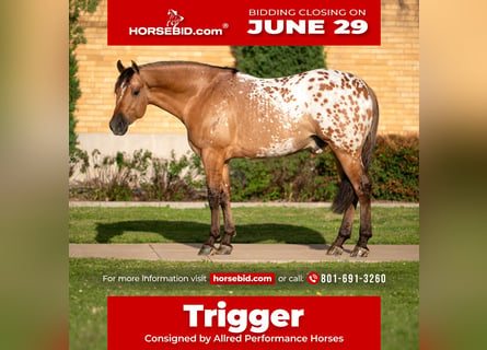 Appaloosa, Caballo castrado, 4 años, Bayo