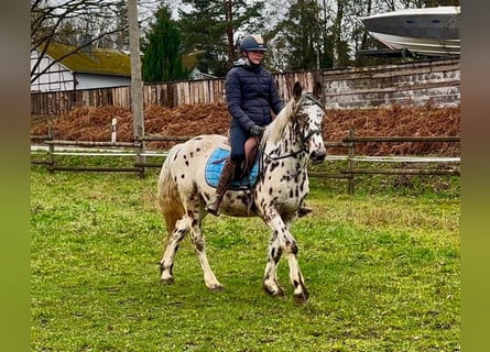 Appaloosa, Caballo castrado, 5 años, 150 cm, Atigrado/Moteado