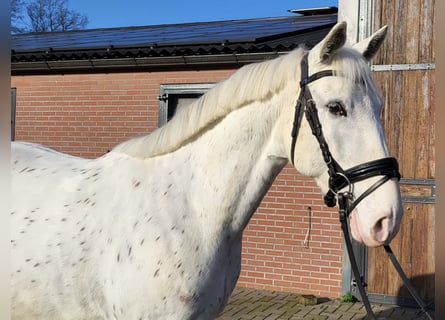 Appaloosa Mestizo, Caballo castrado, 5 años, 155 cm, Atigrado/Moteado