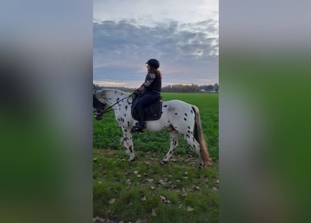 Appaloosa, Caballo castrado, 5 años, 157 cm, Atigrado/Moteado