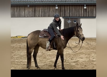 Appaloosa, Caballo castrado, 5 años, 157 cm, Buckskin/Bayo