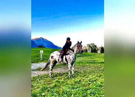 Appaloosa, Caballo castrado, 5 años, 163 cm, Atigrado/Moteado