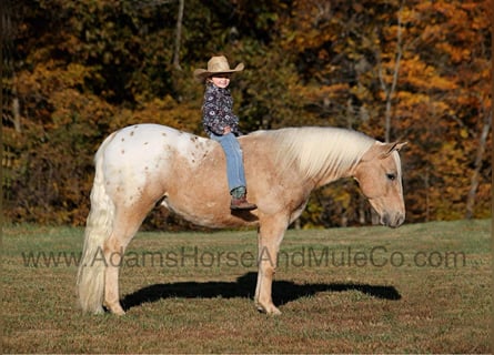 Appaloosa, Caballo castrado, 6 años, 140 cm, Palomino