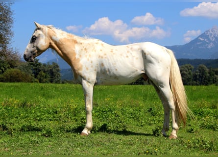 Appaloosa, Caballo castrado, 6 años, 145 cm, Atigrado/Moteado