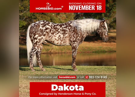 Appaloosa, Caballo castrado, 6 años, 145 cm