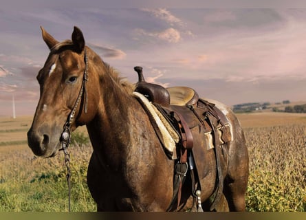 Appaloosa, Caballo castrado, 6 años, 152 cm, Alazán-tostado