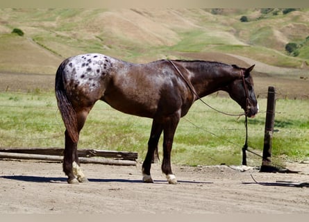 Appaloosa, Caballo castrado, 6 años, 152 cm, Castaño oscuro
