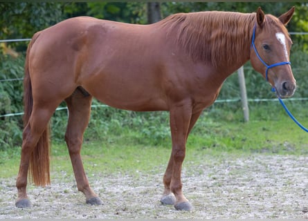 Appaloosa, Caballo castrado, 6 años, 155 cm, Alazán