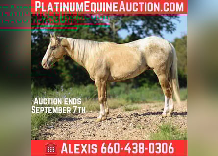 Appaloosa, Caballo castrado, 7 años, 145 cm, Palomino