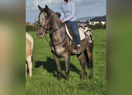 Appaloosa Mestizo, Caballo castrado, 7 años, 149 cm, Atigrado/Moteado
