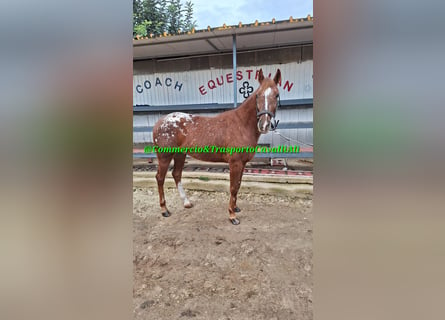 Appaloosa, Caballo castrado, 7 años, 155 cm, Alazán rojizo