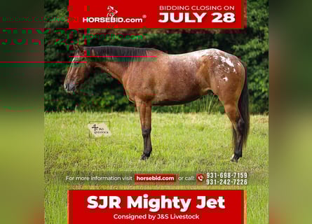 Appaloosa, Caballo castrado, 7 años, 160 cm, Castaño rojizo