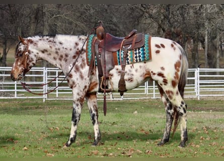 Appaloosa, Caballo castrado, 7 años, Alazán-tostado