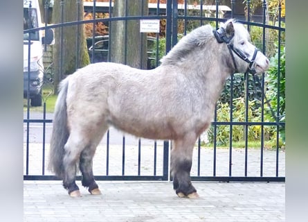 Appaloosa, Caballo castrado, 8 años, 100 cm, Pío