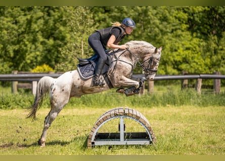 Appaloosa, Caballo castrado, 8 años, 144 cm, Atigrado/Moteado