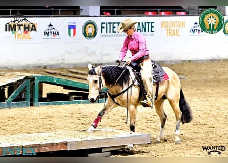 Appaloosa, Caballo castrado, 8 años, 146 cm